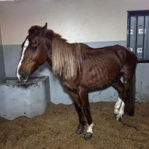 Fila de adoção do cavalo "Caramelo", que ficou ilhado, tem mil  interessados - Henrique Lessa/CB
