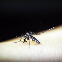 Dengue pode deixar sequelas no corpo; entenda quais são - Pixabay