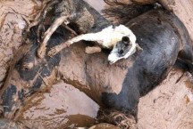 'Ainda há rebanhos inteiros debaixo d’água': o sofrimento dos animais em meio às inundações no Rio Grande do Sul