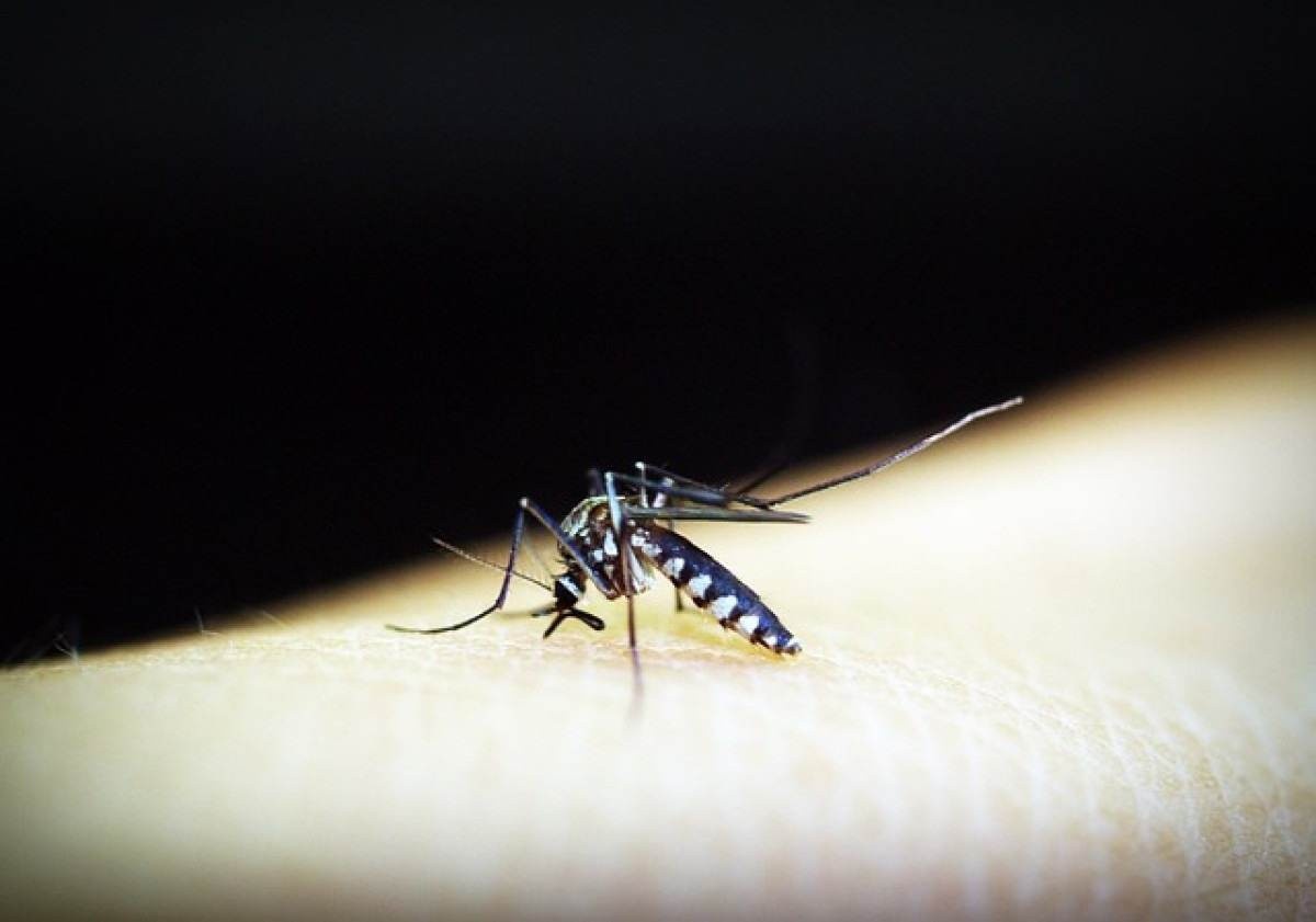 Dengue pode deixar sequelas no corpo; entenda quais são