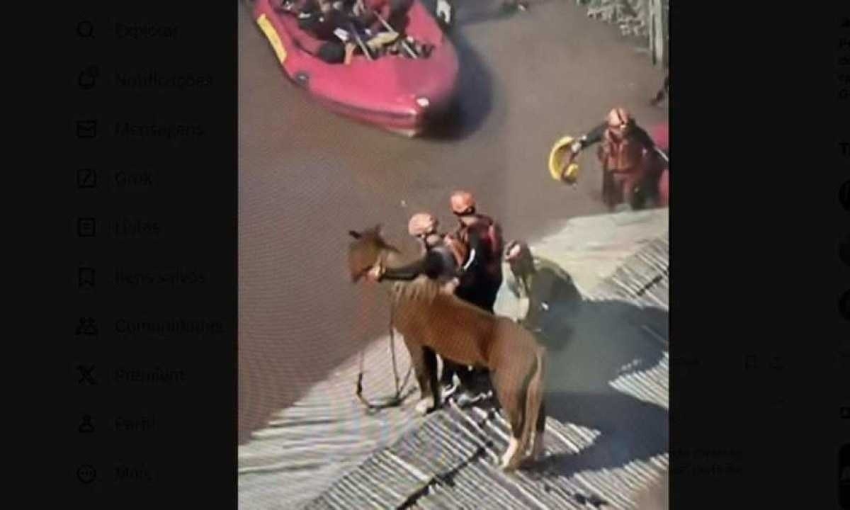 O cavalo Caramelo foi resgatado de um telhado na cidade de Canoas, no Rio Grande do Sul -  (crédito: TV Globo/Reprodução)