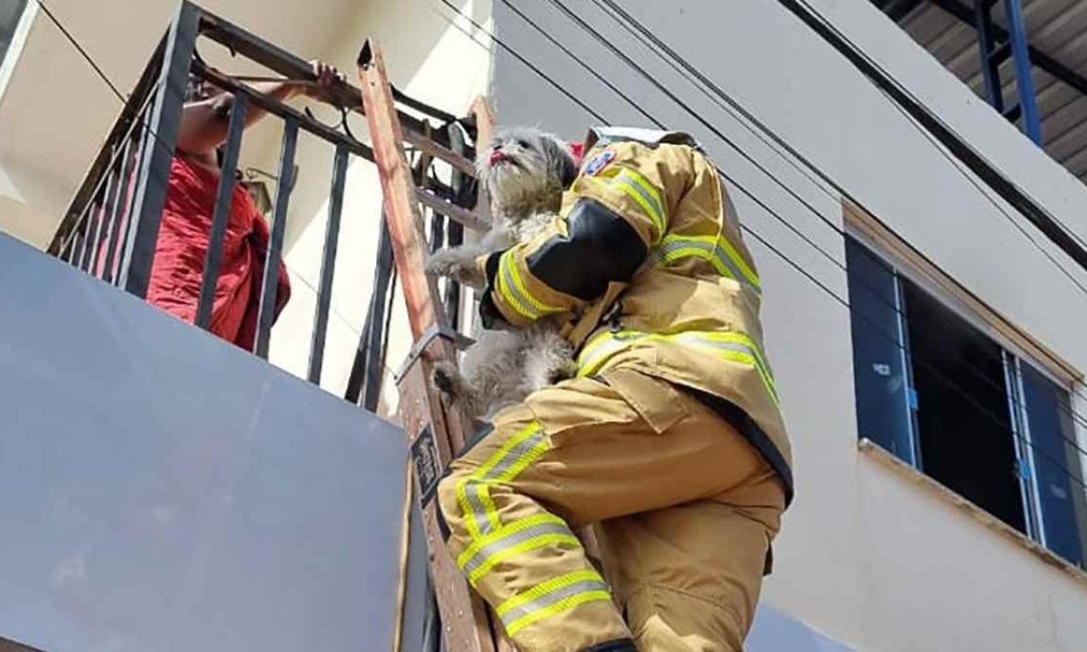 Bombeiro sobe em varanda cercada por incêndio e salva mulher de 51 anos e cãozinho -  (crédito: Sala de Imprensa/CBMMG)