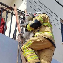 Mulher e cãozinho são salvos do fogo por bombeiros, em Minas Gerais - Sala de Imprensa/CBMMG