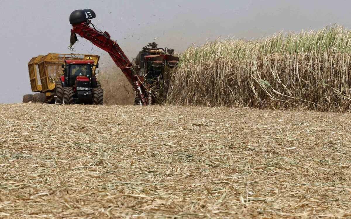 O Centro-Sul, principal região de cultivo de cana no Brasil, deverá produzir entre 41 milhões e 42,5 milhões de toneladas na atual safra