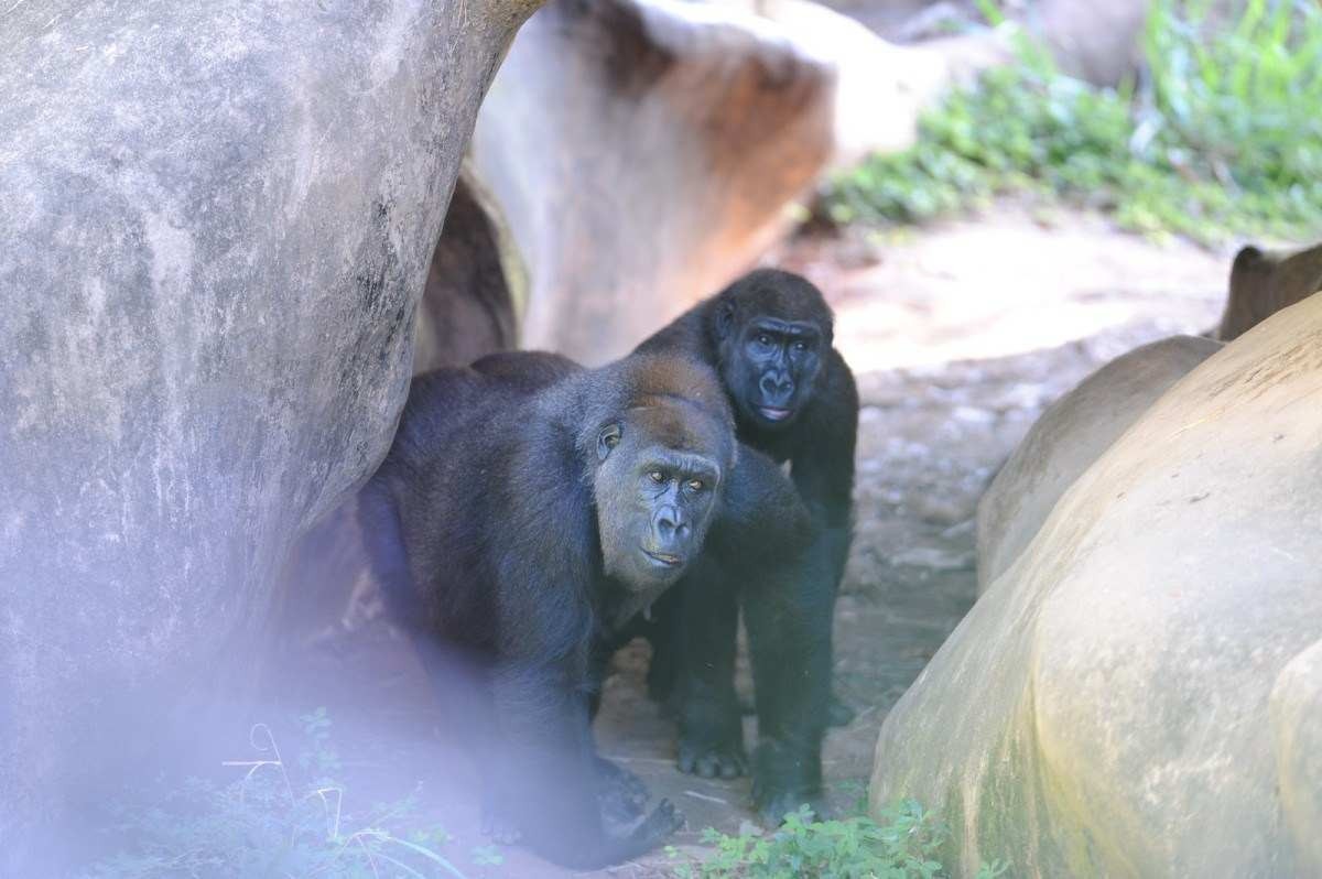 Lou Lou e sua filha Anaya foram as únicas que apareceram na manhã deste domingo Foto de duas gorilas fêmeas no zoológico de Belo Horizonte, Lou Lou e sua filha Anaya