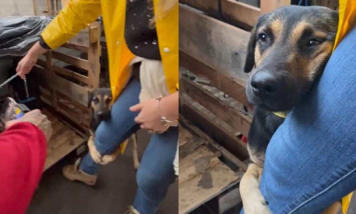 Cão resgatado das enchentes no RS que abraçou a perna de uma veterinária durante campanha emocionou voluntários -  (crédito: Reprodução / Redes Sociais)