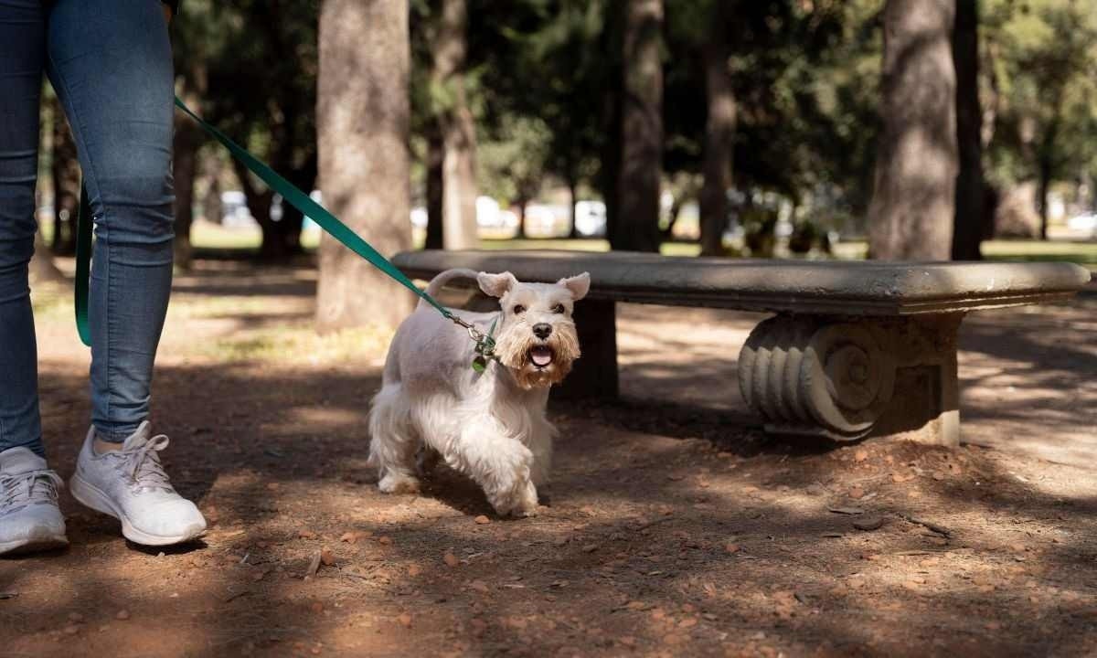 Clínica veterinária que perdeu cachorro terá de indenizar tutora em Patos Minas
 -  (crédito: Freepik/Imagem ilustrativa)