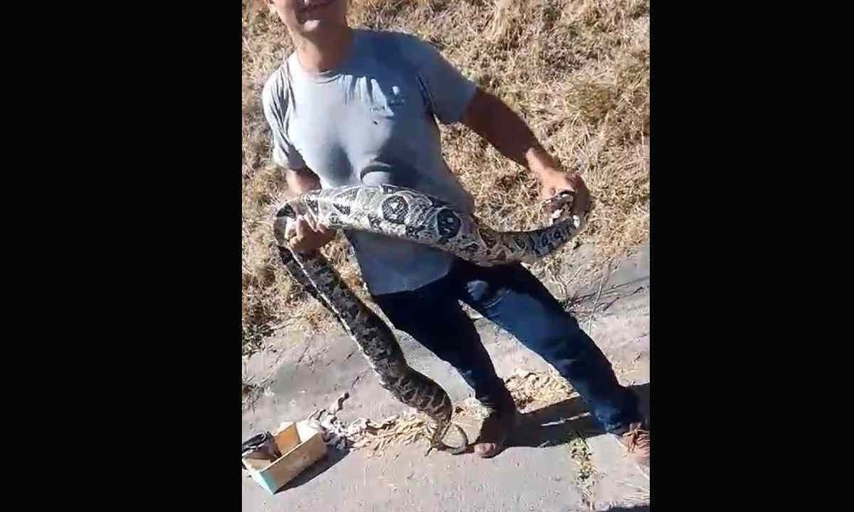 Cobra é apreendida na Linha Amarela, no Rio -  (crédito: Reprodução / Redes Sociais)