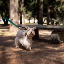 Clínica veterinária que perdeu cachorro terá de indenizar tutora em Minas - Freepik/Imagem ilustrativa