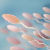 Por que geralmente só um espermatozoide fecunda o óvulo? Estudo explica - Freepik