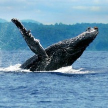 Aproveite a temporada de observação de baleias jubartes em Prado (BA) - Uai Turismo