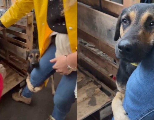 Cão resgatado das enchentes no RS que abraçou a perna de uma veterinária durante campanha emocionou voluntários -  (crédito: Reprodução / Redes Sociais)