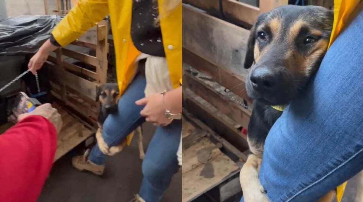 Vídeo: cão abraça voluntária em resgate no RS e viraliza em redes sociais