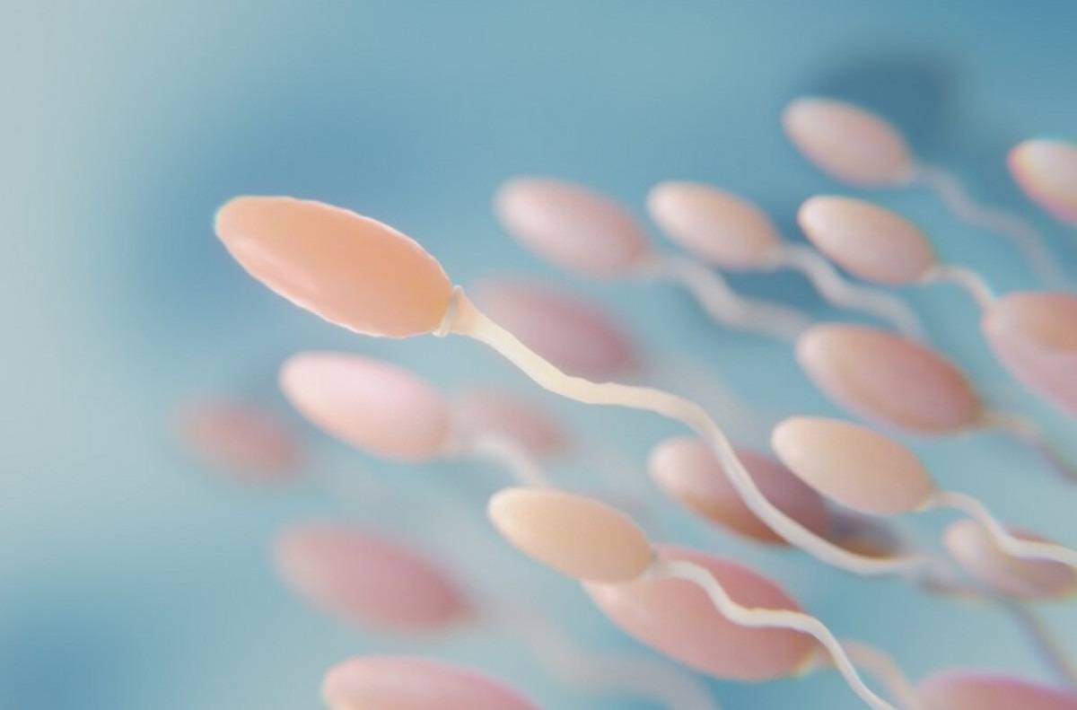 Por que geralmente só um espermatozoide fecunda o óvulo? Estudo explica