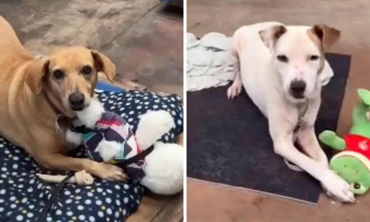 Cachorros brincam com seus ursos de pelúcia em abrigo no RS -  (crédito: Instagram / reprodução)