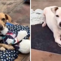 Cães resgatados em enchentes do RS ganham bichos de pelúcia - Instagram / reprodução