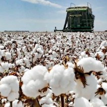 Produção de algodão pode bater recorde no Brasil - Divulgação 