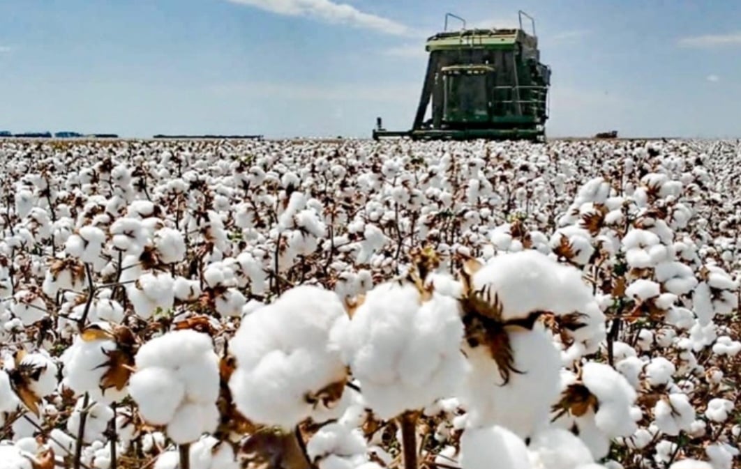 Produção de algodão pode bater recorde no Brasil - Divulgação 