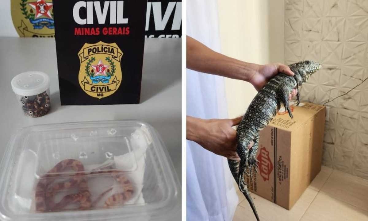 Duas cobras-de-milho e um lagarto teiú foram apreendidas durante uma investigação de entrega de animais silvestres via Correios no Sul de Minas -  (crédito: PCMG/Divulgação)