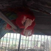 MG: homem é multado em R$ 80 mil por manter aves ameaçadas de extinção - Divulgação / Polícia Militar do Meio Ambiente