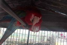 MG: homem é multado em R$ 80 mil por manter aves ameaçadas de extinção