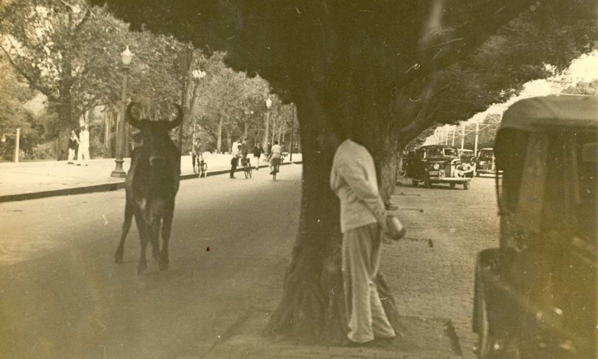 Em 1944, um touro fugiu da Central do Brasil e perseguiu quem passava pela Afonso Pena na hora do rush -  (crédito: Arquivo/EM)