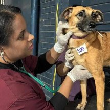 Voluntários incentivam adoção de animais resgatados nas cheias no RS - Divulgação/Procura-se um amigo