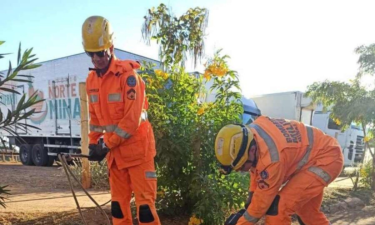Equipe dos bombeiros trabalha para resgatar o animal  -  (crédito: CBMMG/Divulgação )