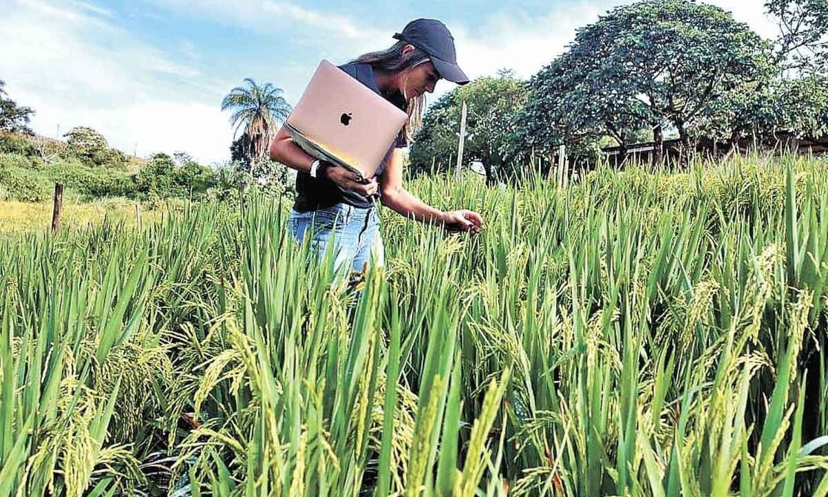 Pesquisadora Flávia Botelho analisa plantação de arroz de sequeiro, no Sul de Minas, técnica que normalmente apresenta custo menor -  (crédito:  UFLA/Reprodução)