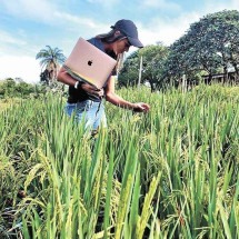 Minas pode ajudar a salvar a lavoura de arroz -  UFLA/Reprodução