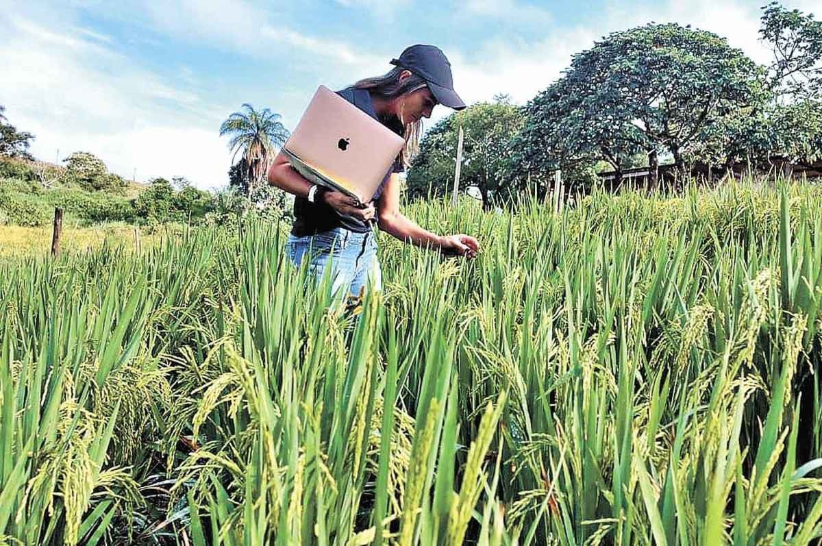 Minas pode ajudar a salvar a lavoura de arroz