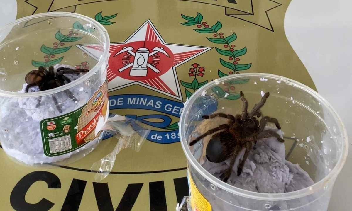 Duas aranhas silvestres foram apreendidas pela Polícia Militar (PC) em Montes Claros, no Norte de Minas -  (crédito: Divulgação/PMMG)