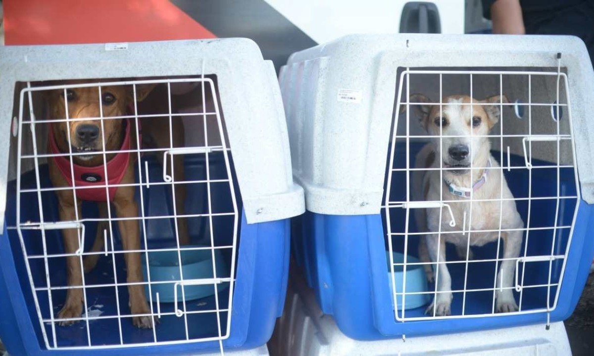 Mais de 30 animais resgatados no Rio Grande do Sul serão recebidos em Brasília. Os pets foram adotados e serão levados para algumas famílias do DF, em parceria com ONGs e protetores -  (crédito:  Ed Alves/CB/DA.Press)