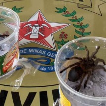 Aranhas silvestres são apreendidas pela polícia em Minas - Divulgação/PMMG