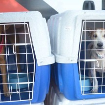 Companhias aéreas suspendem transporte de pets para os Estados Unidos -  Ed Alves/CB/DA.Press