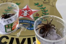 Aranhas silvestres são apreendidas pela polícia em Minas