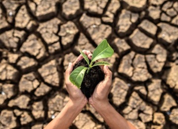 Mãos seguram muda de planta acima de solo devastado pela seca -  (crédito: Freepik)