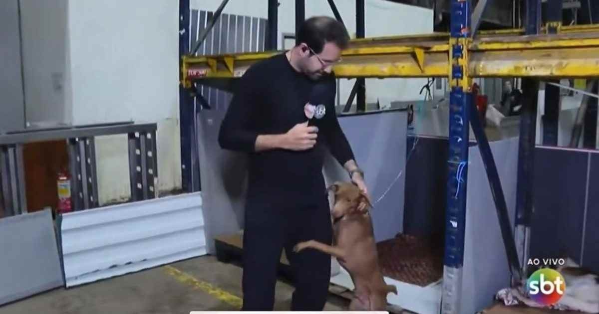Repórter do SBT adota cãozinho que abraçou a perna dele no RS