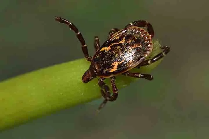 Brasil tem cerca de 230 tipos de carrapatos; conheça os principais -  Flickr Maria Ogrzewalska