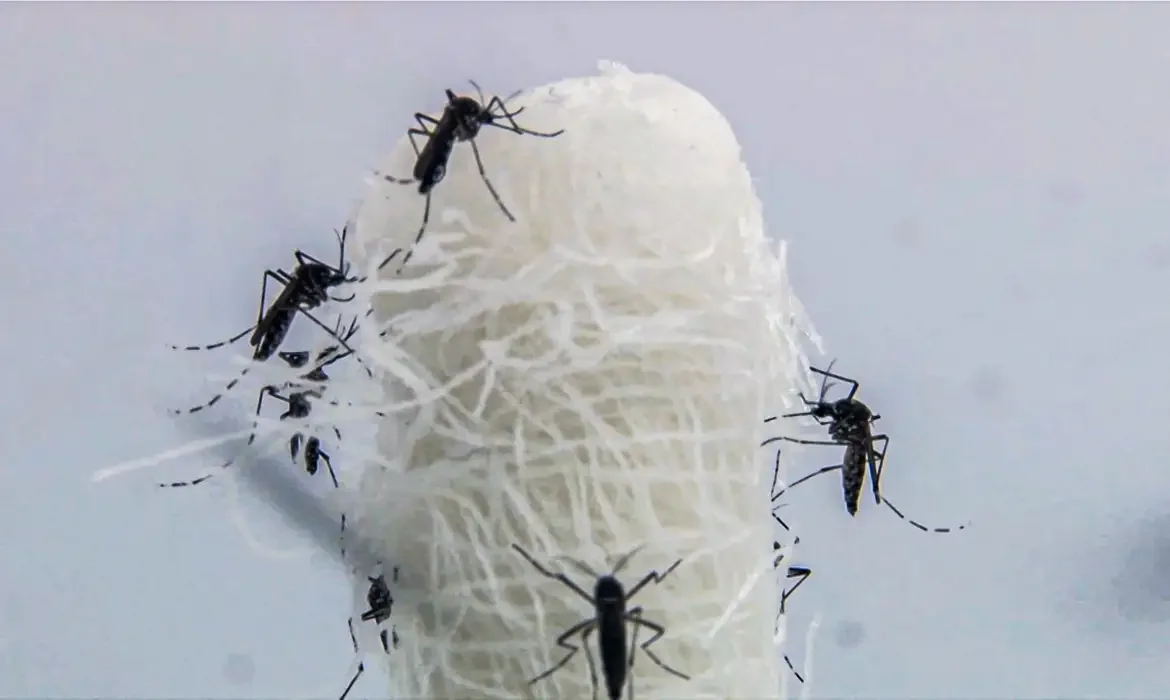 Brasil ultrapassa 5 milhões de casos prováveis de dengue - EBC - Saúde