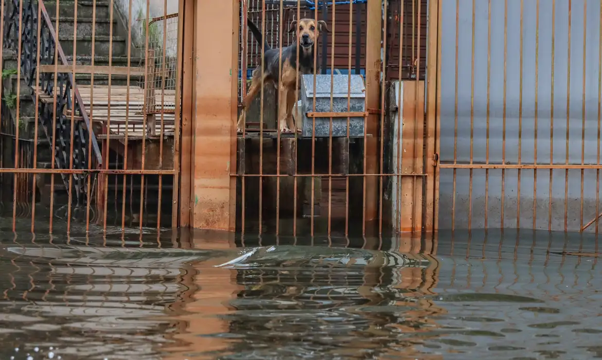 Cães resgatados nas cheias do RS são adotados em Brasília -  (crédito: EBC)