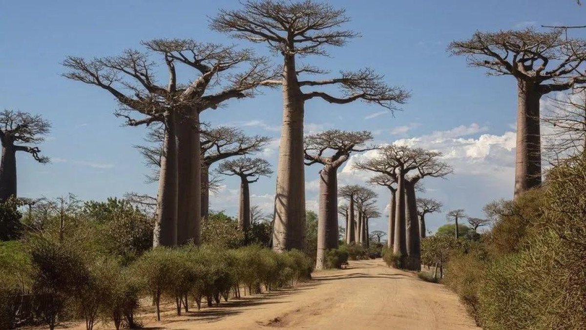 Cientistas revelam mistério por trás dos antiquíssimos baobás, as árvores da vida