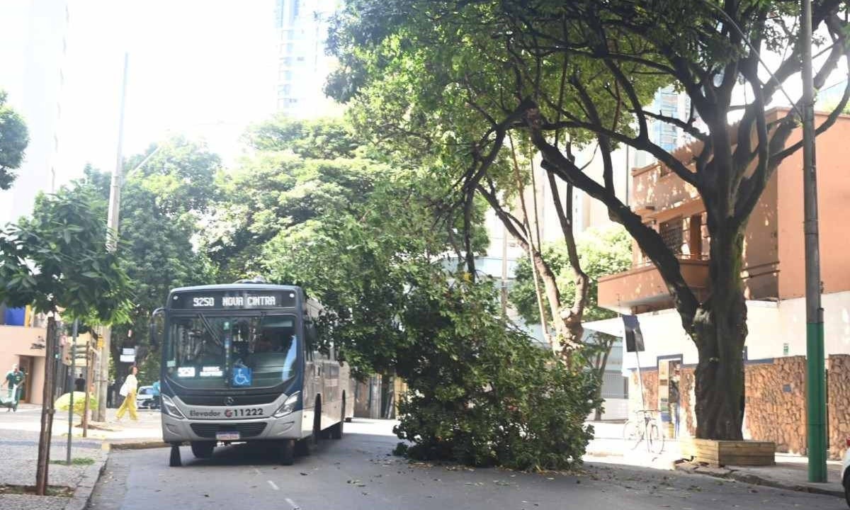 Ônibus desviando de galho de árvore caído em BH -  (crédito: Leandro Couri/EM/D.A.Press)
