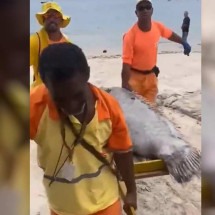 ‘Mega-Peixe’ de 100kg é encontrado em praia do Rio - Reprodução/Dailymotion