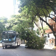 Galho de árvore ameaça cair em carros na Região Centro-Sul de BH - Leandro Couri/EM/D.A.Press