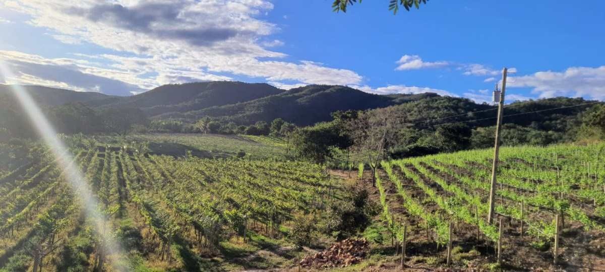 Na Vinícola Vale do Gongo, o turista poderá, através de passeios agendados, degustar o bom vinho produzido no local       