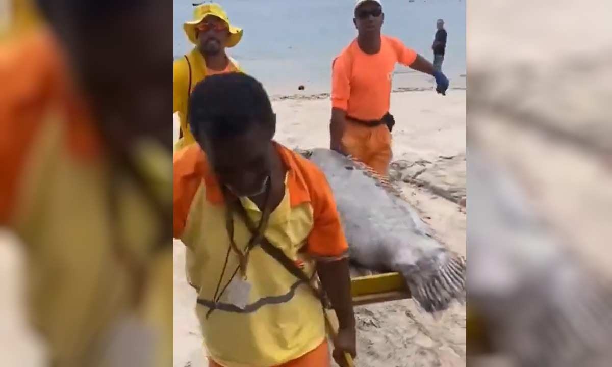 ‘Mega-Peixe’ de 100kg é encontrado em praia do Rio