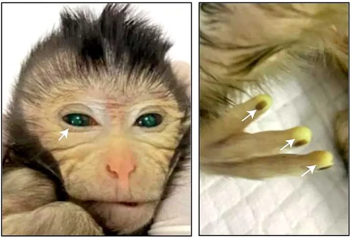 Macaco ‘quimera’: Cientistas da China criam animal fluorescente