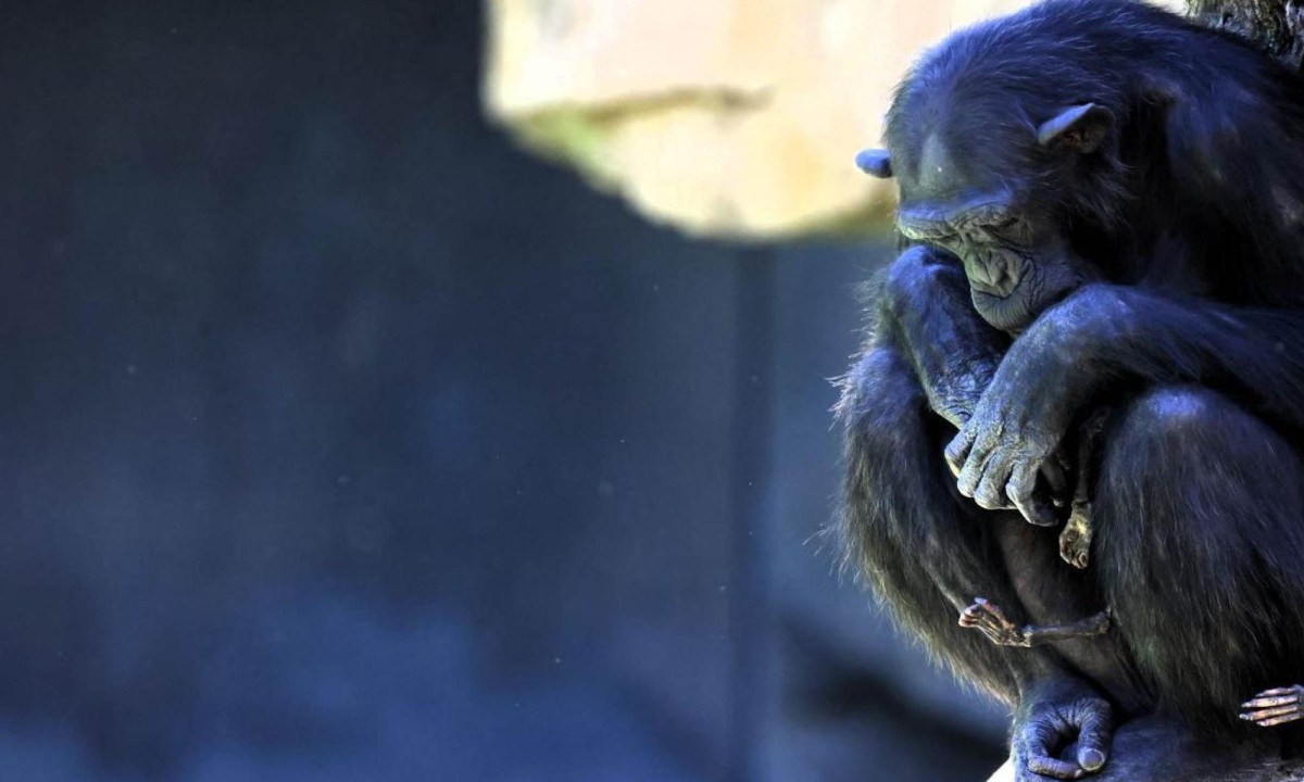 Os responsáveis ??pelo zoológico optaram por oferecer à chimpanzé um processo de desapego natural -  (crédito: Reuters)