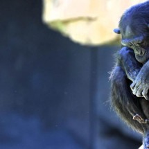 Chimpanzé em zoo da Espanha se recusa a soltar filhote que morreu há três meses - Reuters
